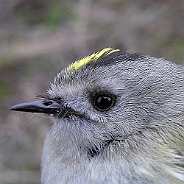 Kungsfågel, Sundre 20100511